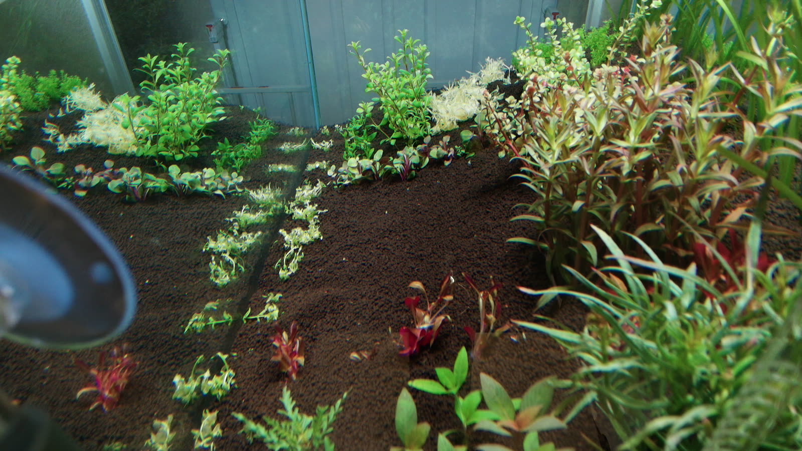 The 90P days after planting: small stems and bare aquasoil between the streets