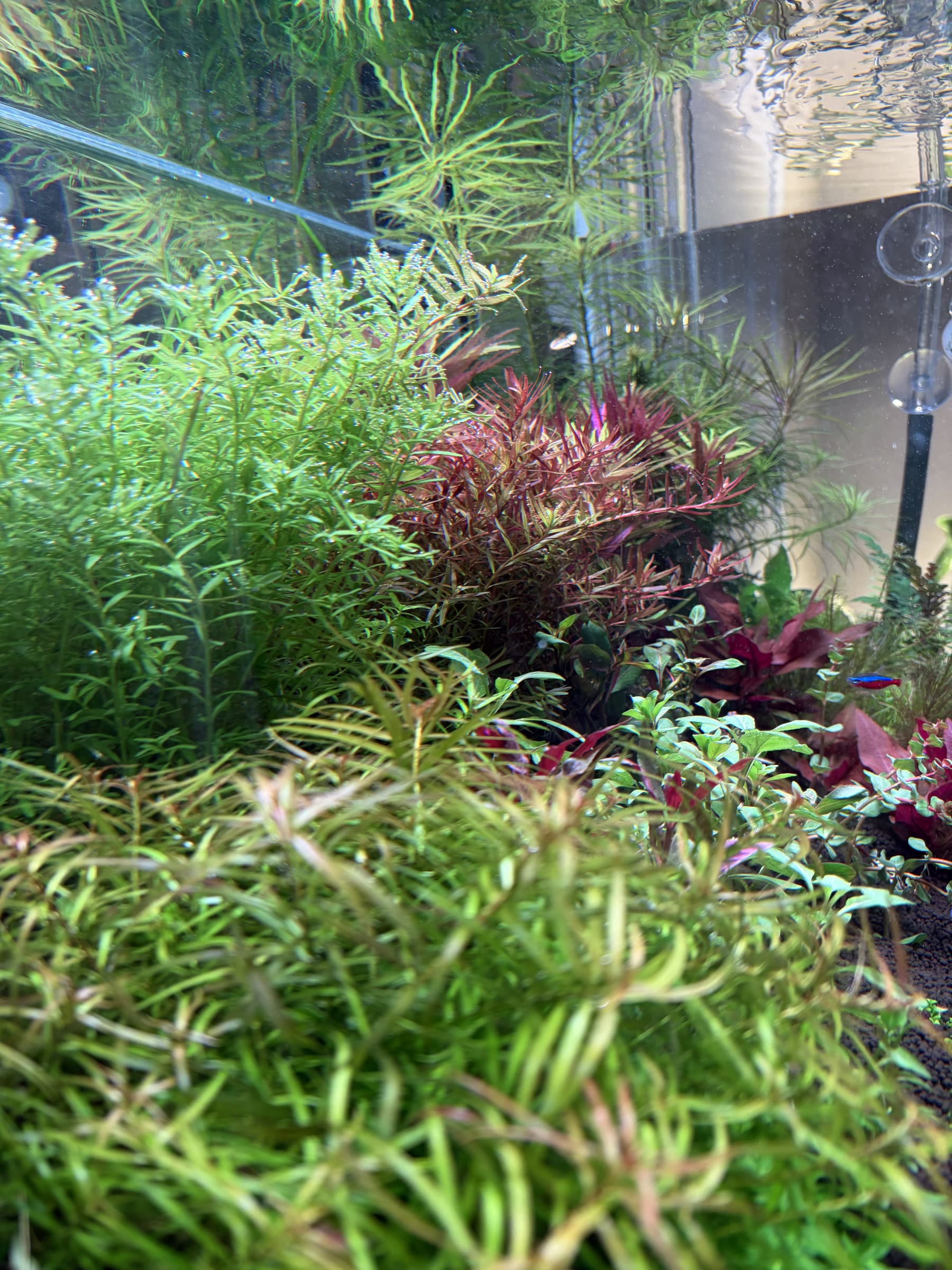 A vivid red rosette plant in the mid-ground of the Dutch layout, against dark aquasoil