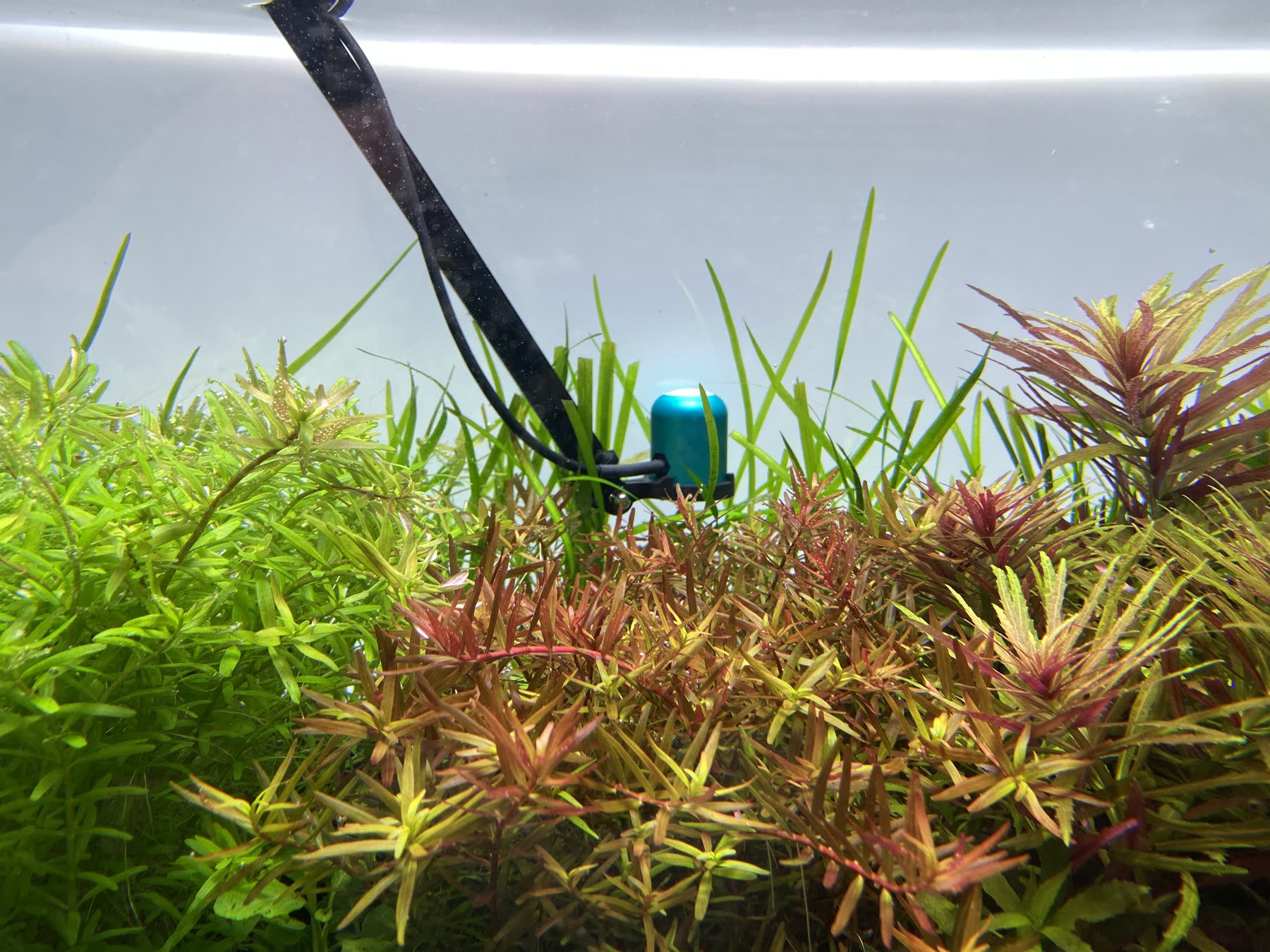 The Apogee MQ-510 underwater sensor held at canopy height among red and green stem plants